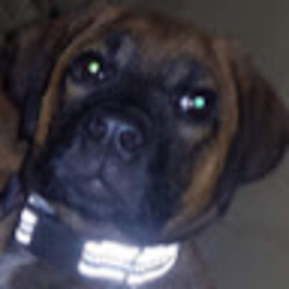 Meet your Posher, William